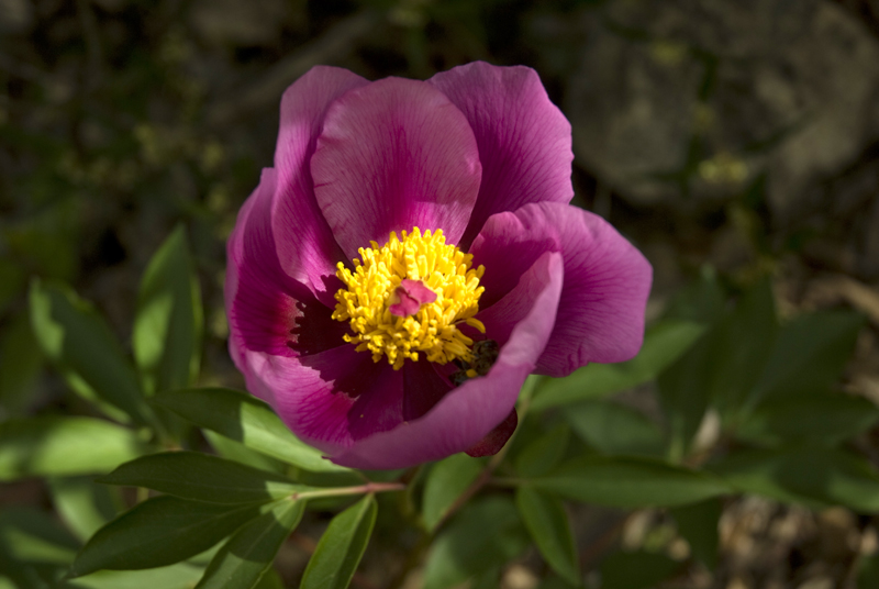 Peonia