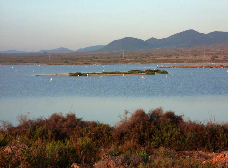 Salinas