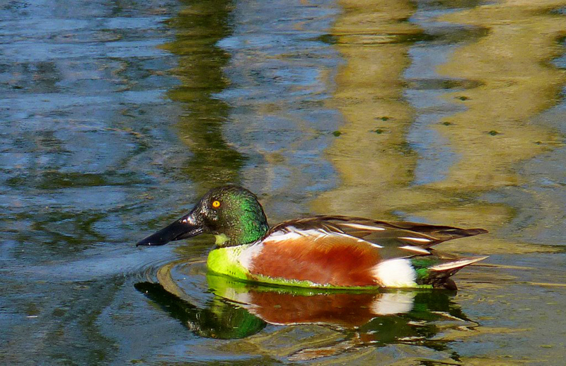 Pato cuchara sbsp fosforito