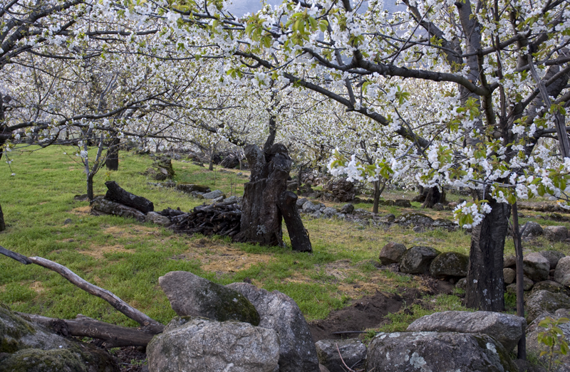 Cerezos en flor, Valle del Jerte