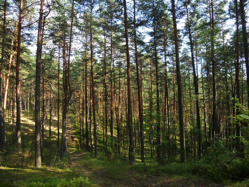 Aukštaitijos N.P. Ignalina. Lituania.