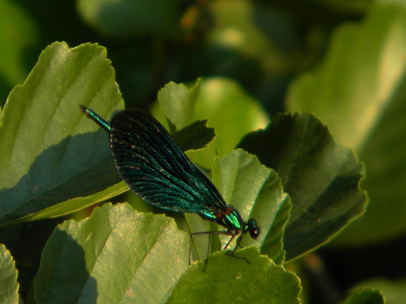 Calopteryx virgo. Svenčionieliai. Lituania
