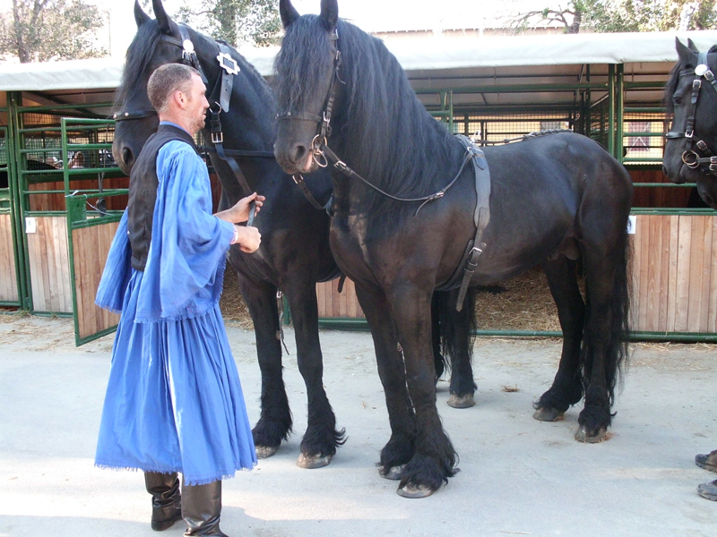 PREPARANDO LOS CABALLOS