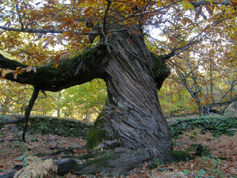 Valle del Ambroz