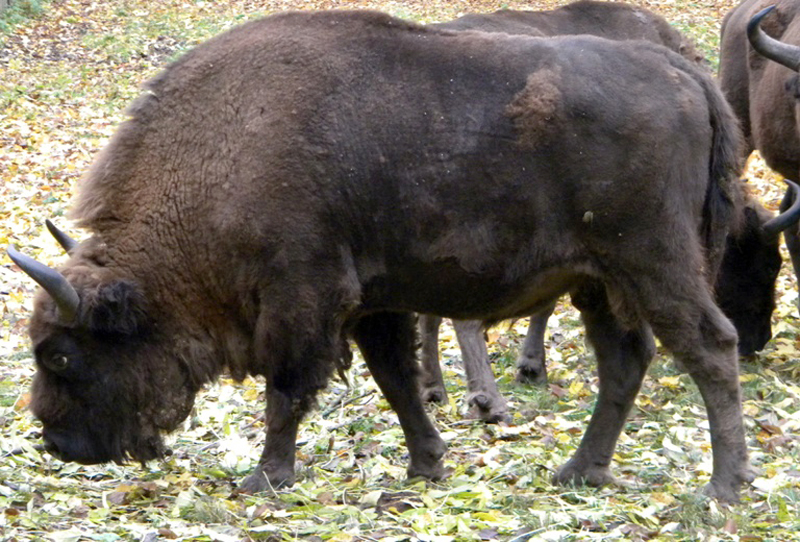 Bison bonasus. Białowieża N.P. Podlasie (Polonia)