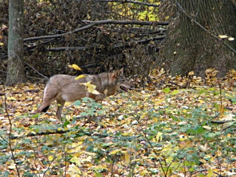 Canis lupus. Białowieża N.P. Podlasie (Polonia)