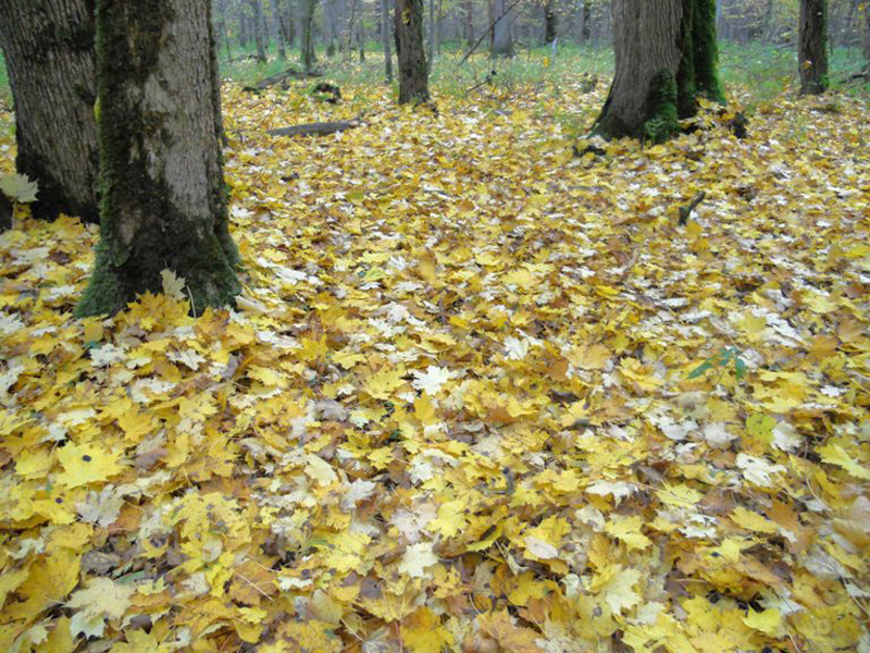 Białowieski Park Narodowy. Podlasie (Polonia)