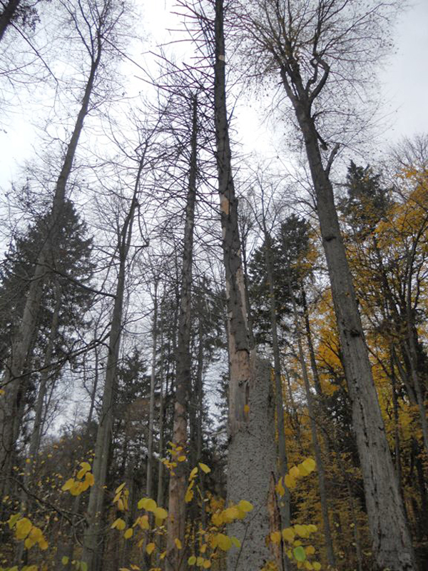Białowieski Park Narodowy. Podlasie (Polonia)