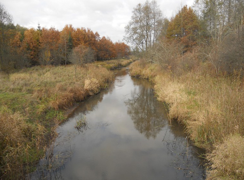 Río Narew. Kosy Most. Białowieski Park Narodowy. Podlasie (Polonia)