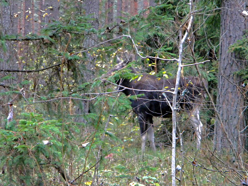 Alces alces. Gródek. Podlasie (Polonia)