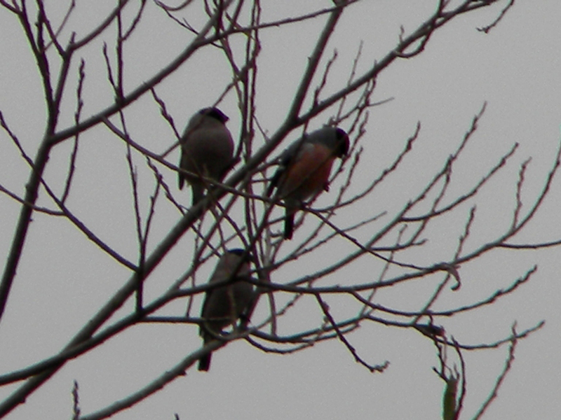 Pyrrhula pyrrhula. Narwiański Park Narodowy. Podlasie (Polonia)
