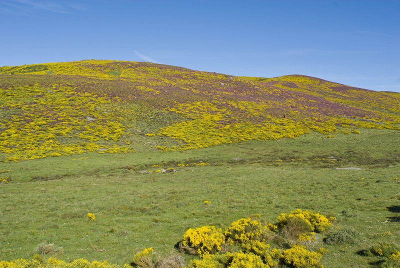 Sanabria