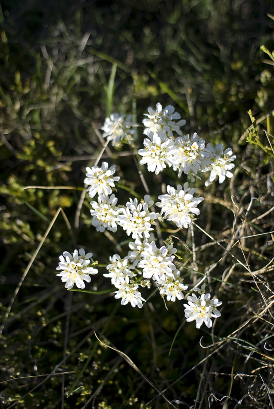 Sanabria