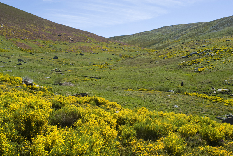 Sanabria