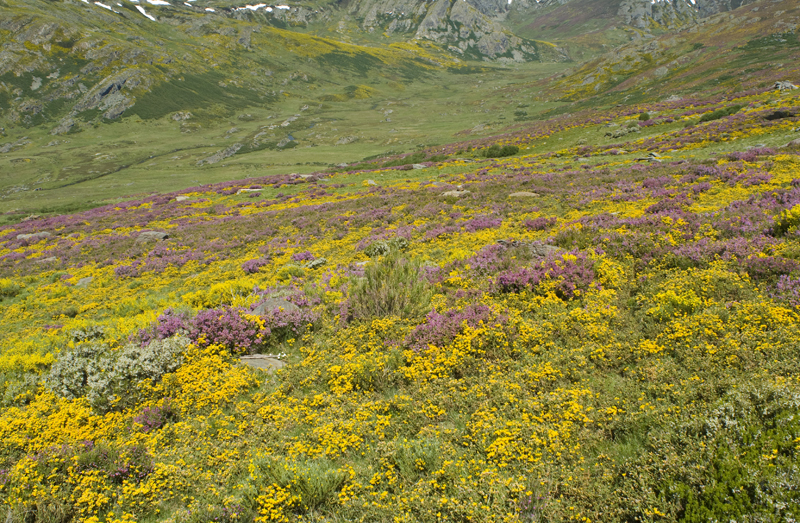 Sanabria
