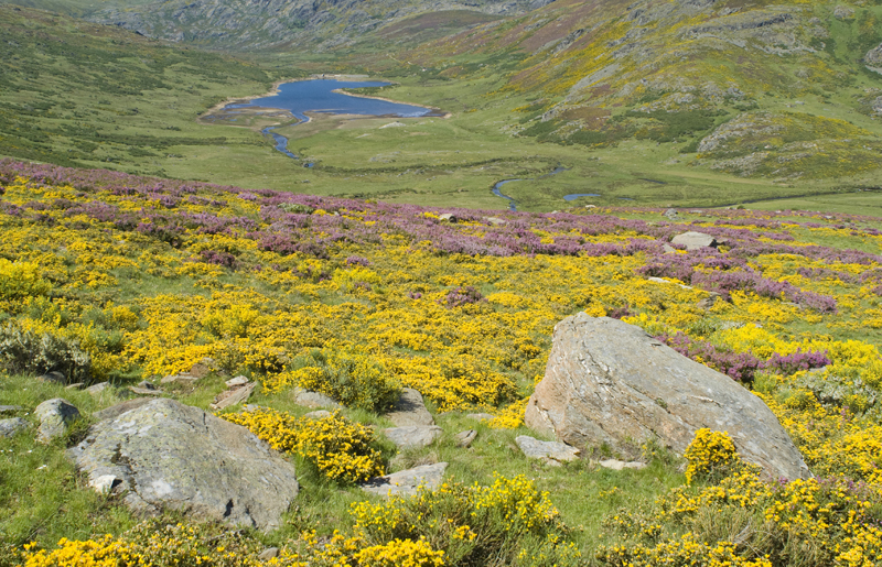 Sanabria
