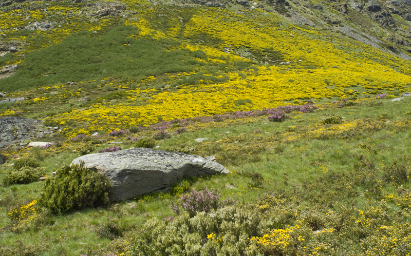 Sanabria
