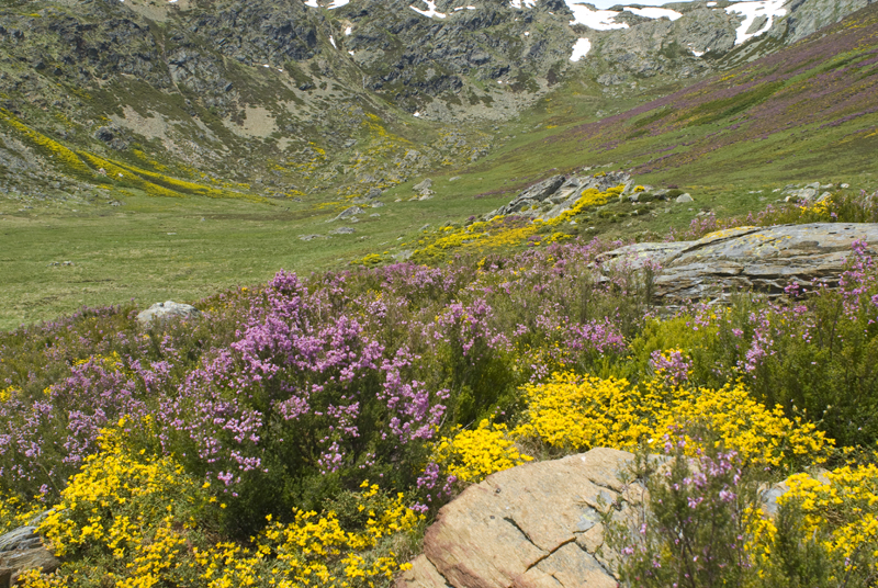 Sanabria