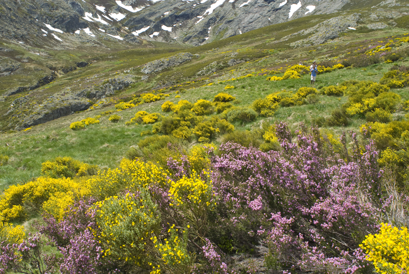 Sanabria