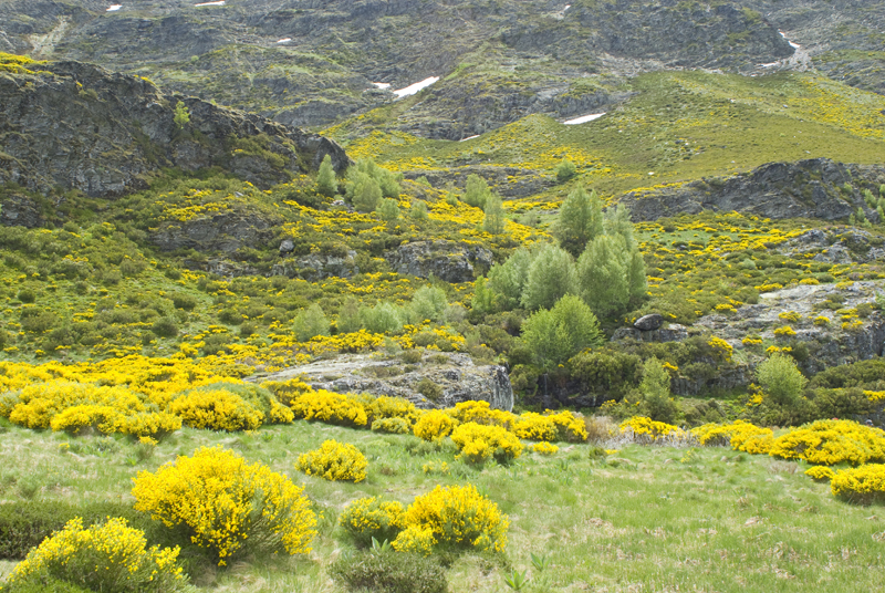 Sanabria