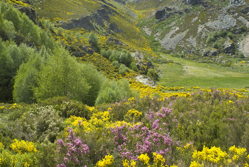Sanabria