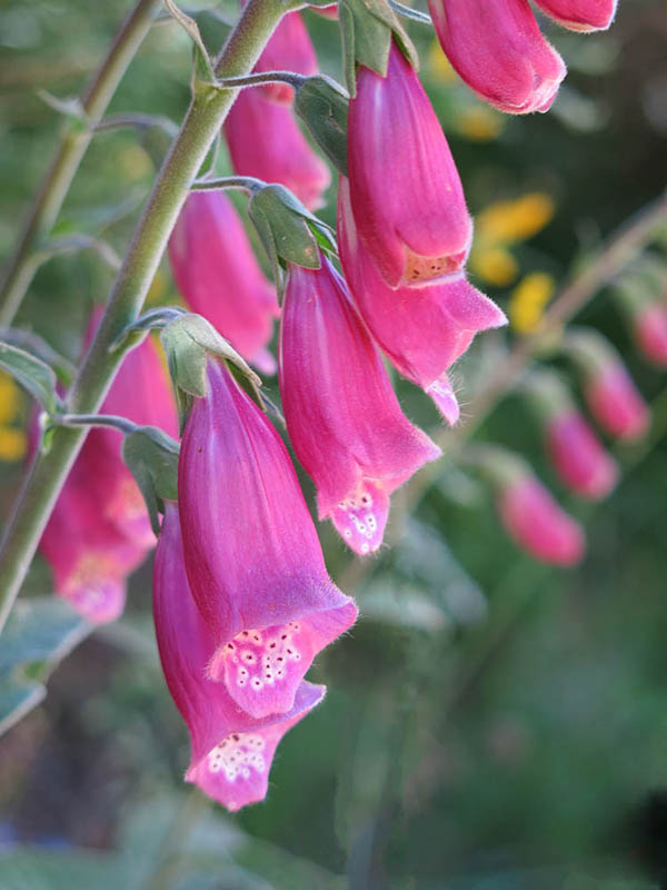 19Digitalis