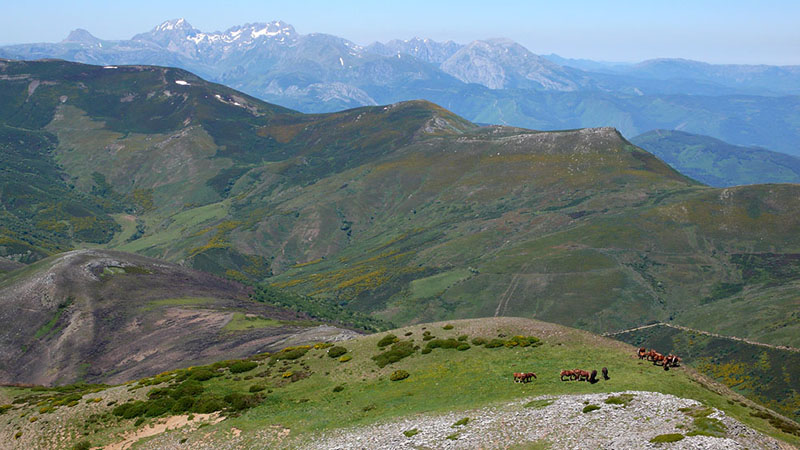 8Caballos_Ubiña