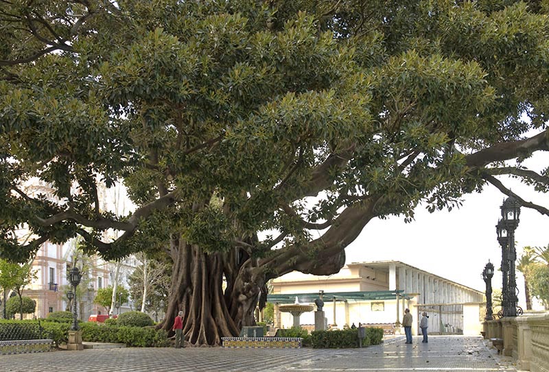 Cádiz. Alameda Apodaca. 8636