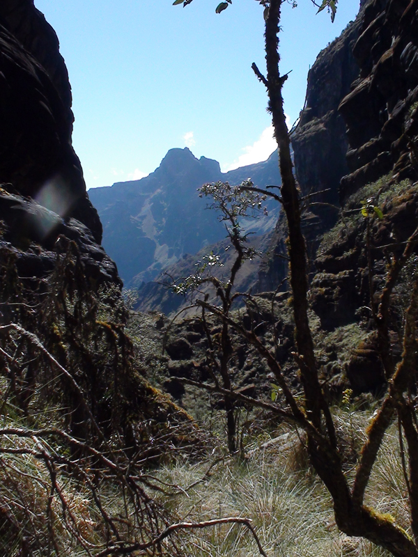 Foto 26 - Bosque de Queñuas