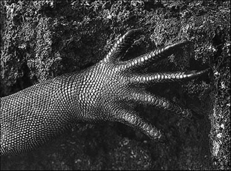 amazonas-proyect-genesis
