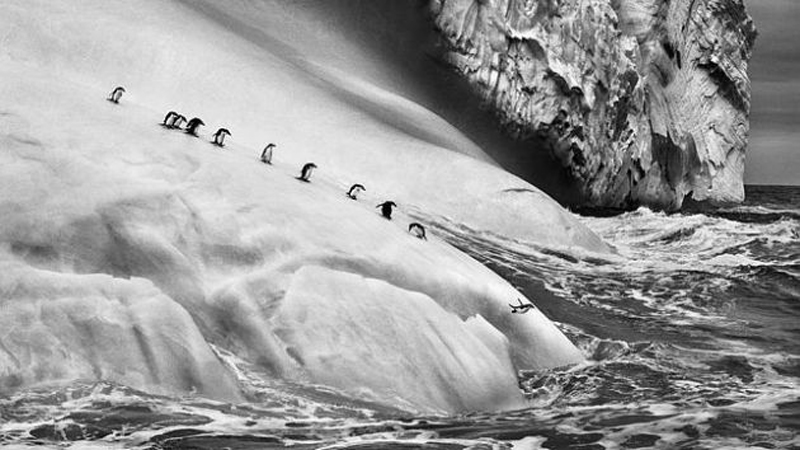 salgado1--644x440-630x354x80xX-1