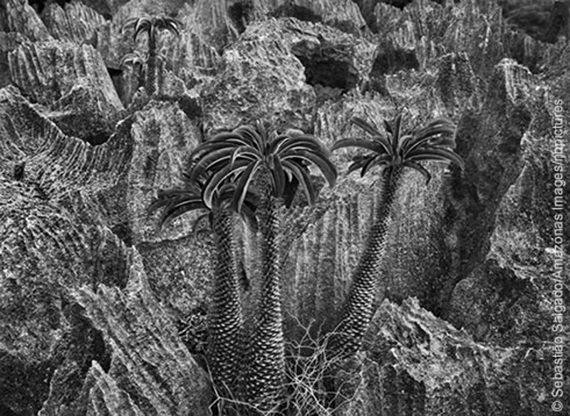 trees-banner_118992_2