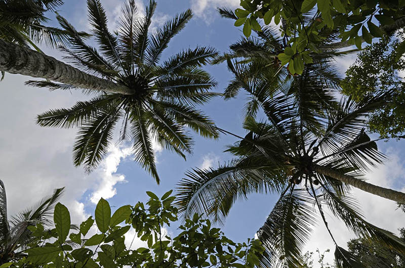 Cocoteros