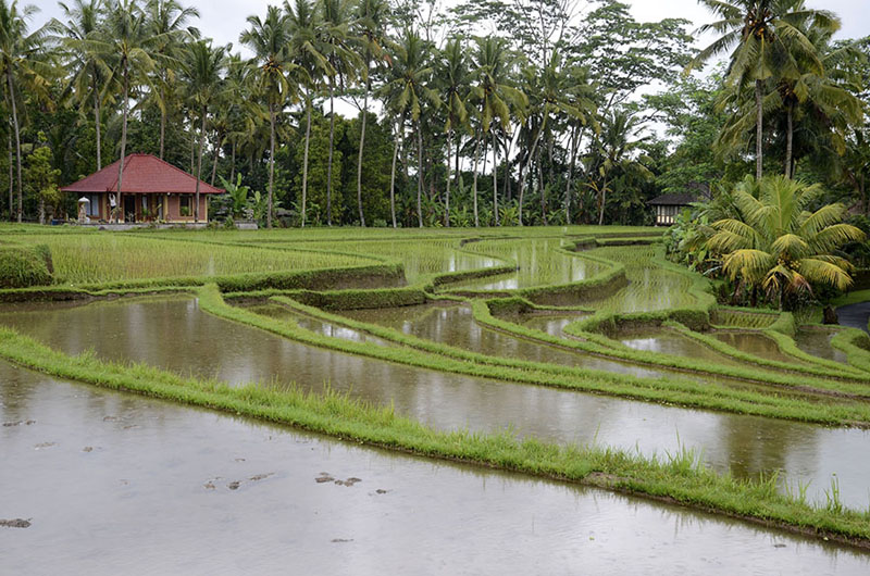 Cerca de Ubud