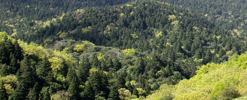 Bosque de pinsapos-Marruecos