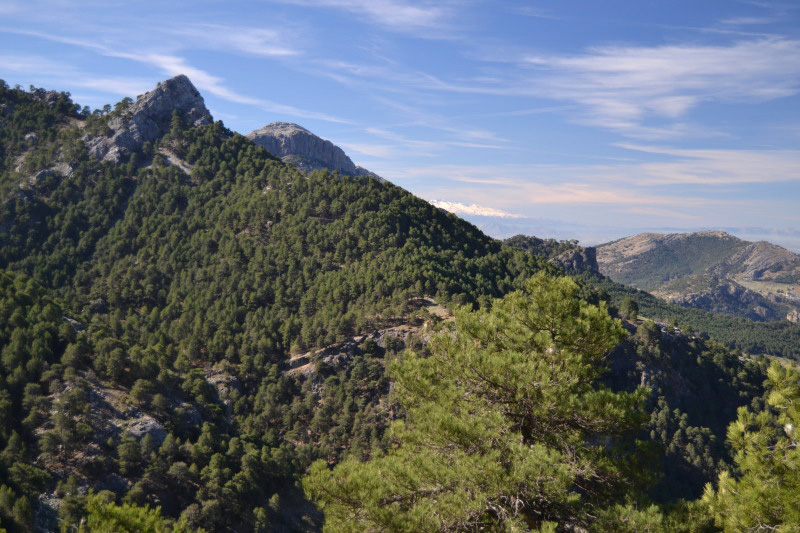Cazorla215_0001