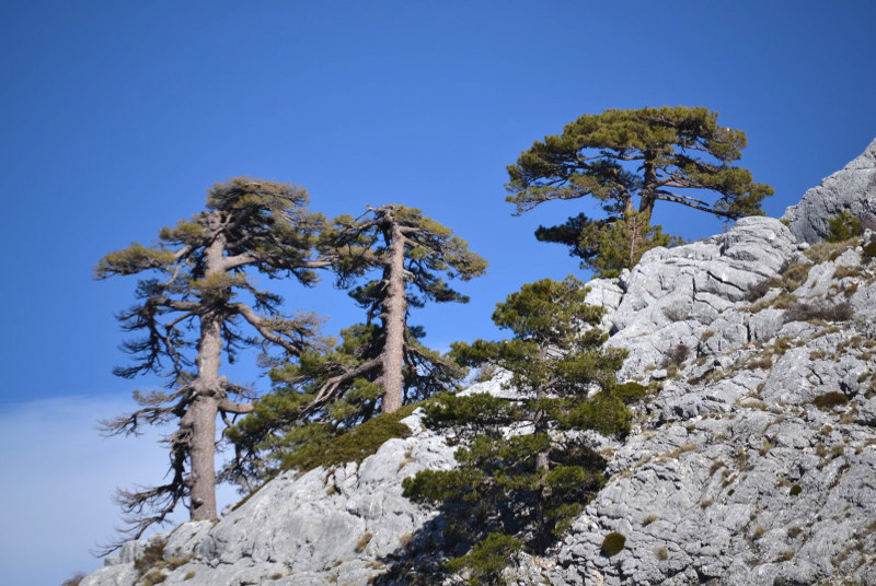 Cazorla240_0014