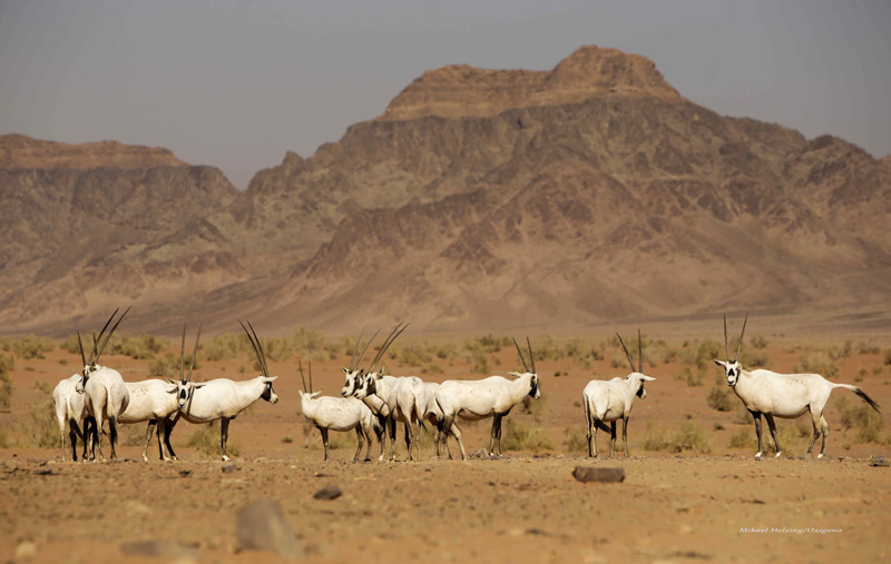 Curso de fotografia Oxigeno/Koratrek en Jordania 2013