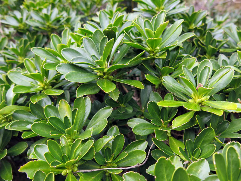 27Rododendro