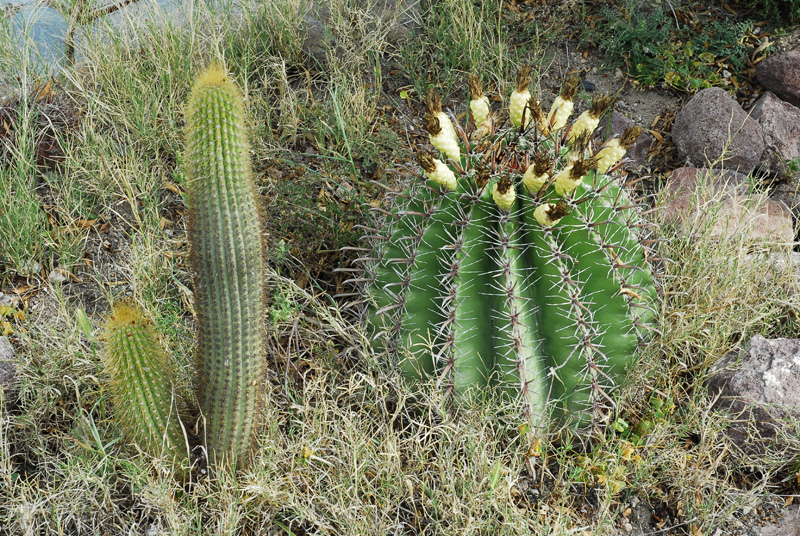 Flora del Cabo de Gata, Almería Flora del Cabo de Gata, Almería