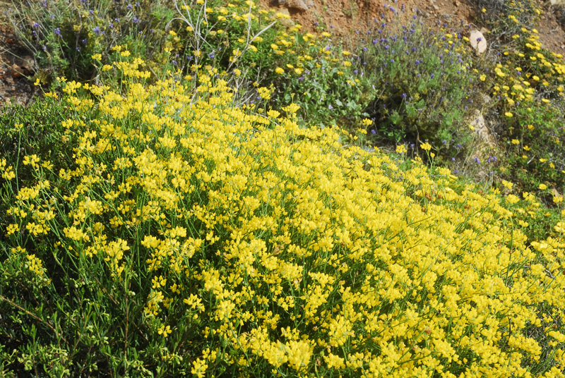 Flora del Cabo de Gata, Almería Flora del Cabo de Gata, Almería