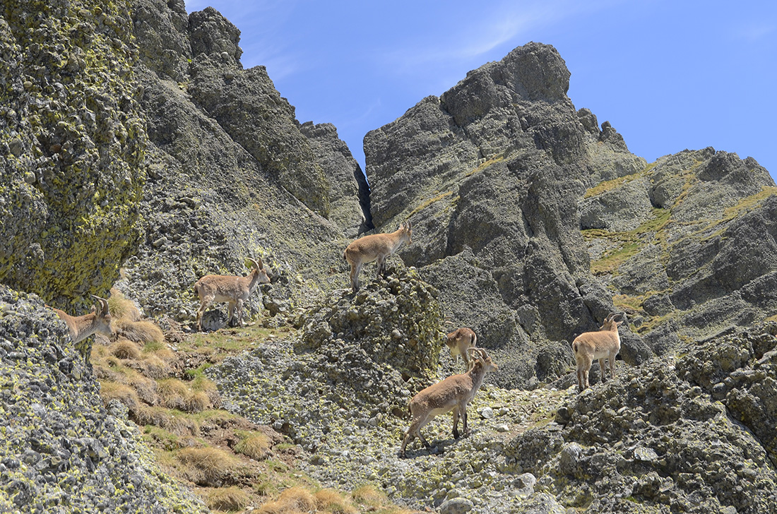 Cabras monteses, Montaña Palentina