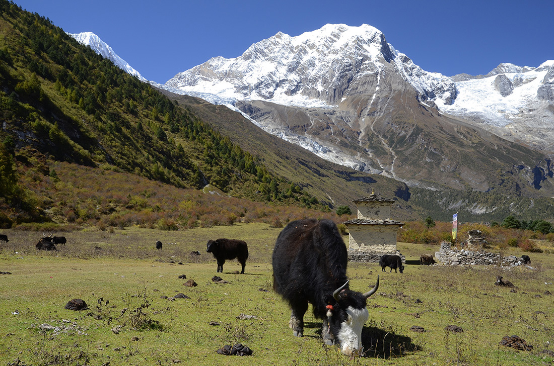 Yaks, cordillera del Himalaya, Nepal