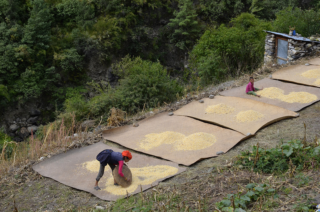 Cosecha de maíz, cordillera del Himalaya, Nepal