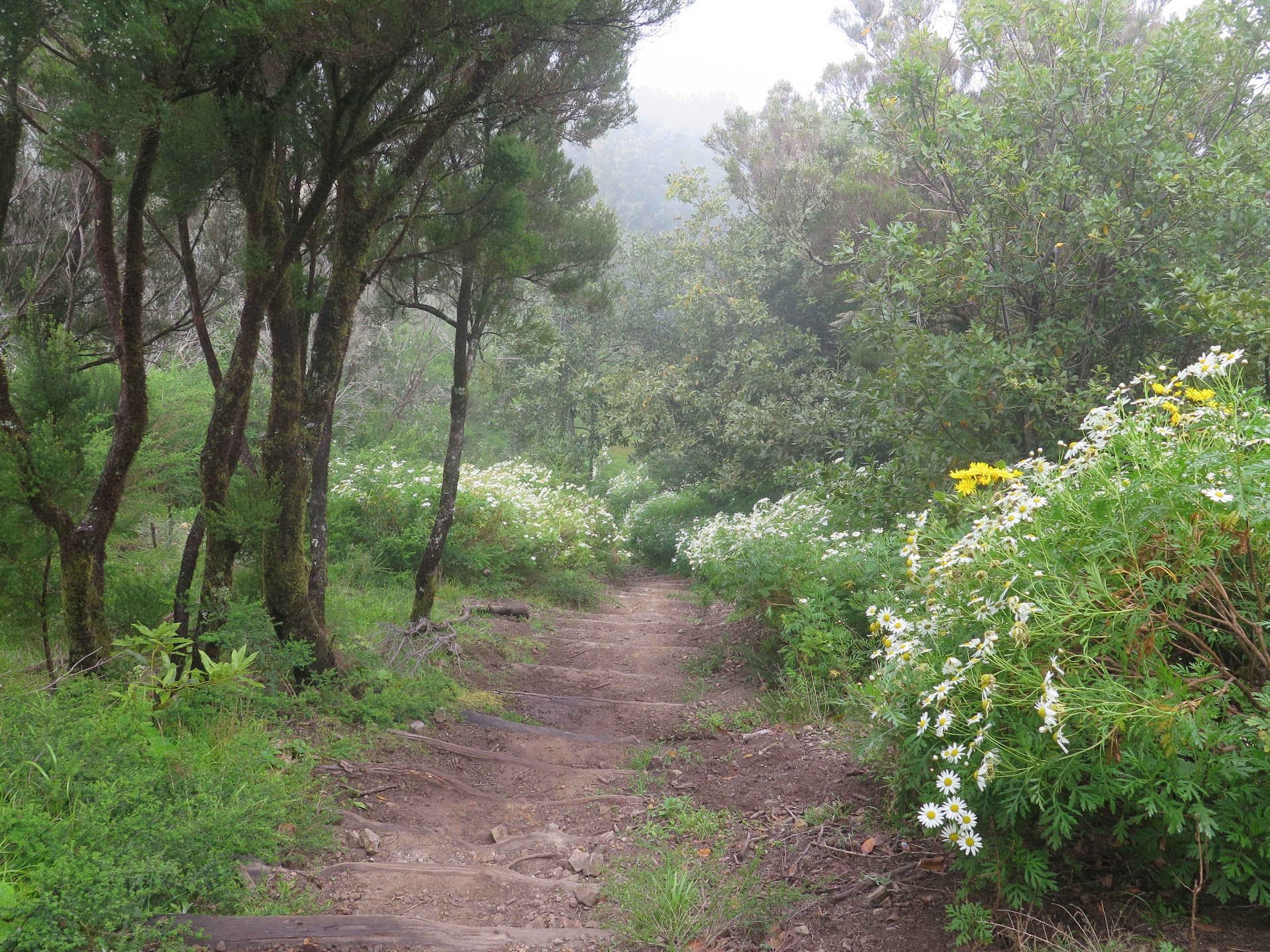 Parque Natural de Garajonay, La Gomera 