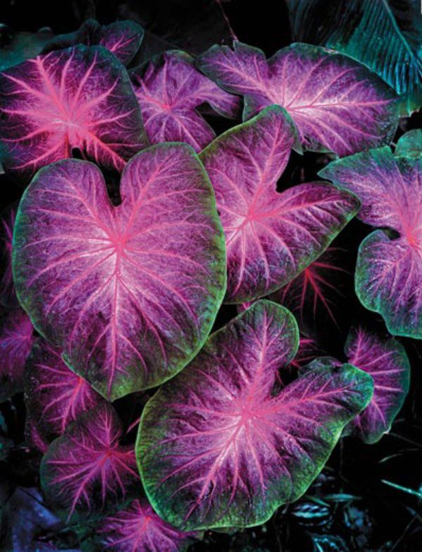 Hojas de Caladium Hojas de Caladium