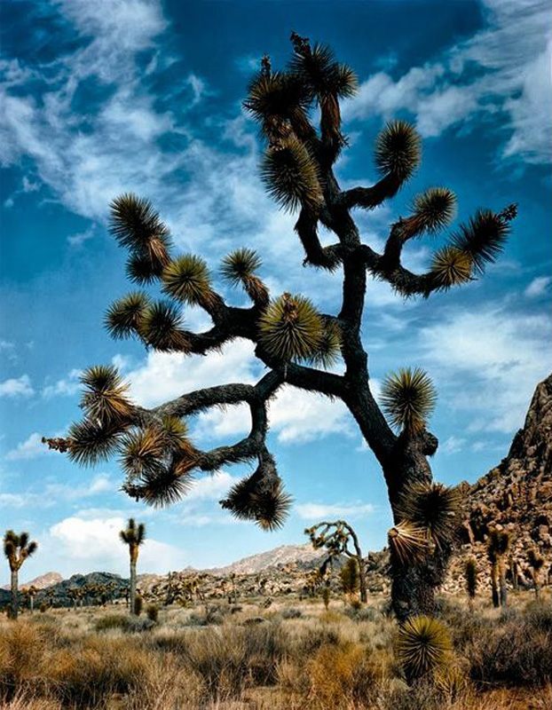 Parque Nacional de Joshua Tree. California Parque Nacional de Joshua Tree. California