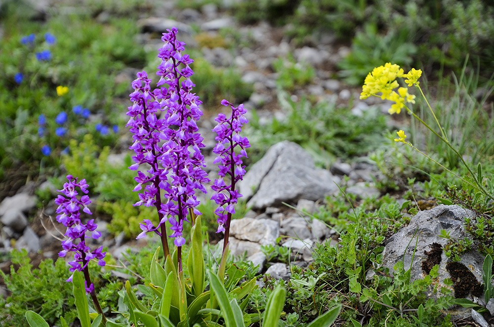  Orquídeas-Cordillera Cantábrica