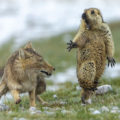 Ganadora-Wildlife-Photographer-the-Year_EDIIMA2019
